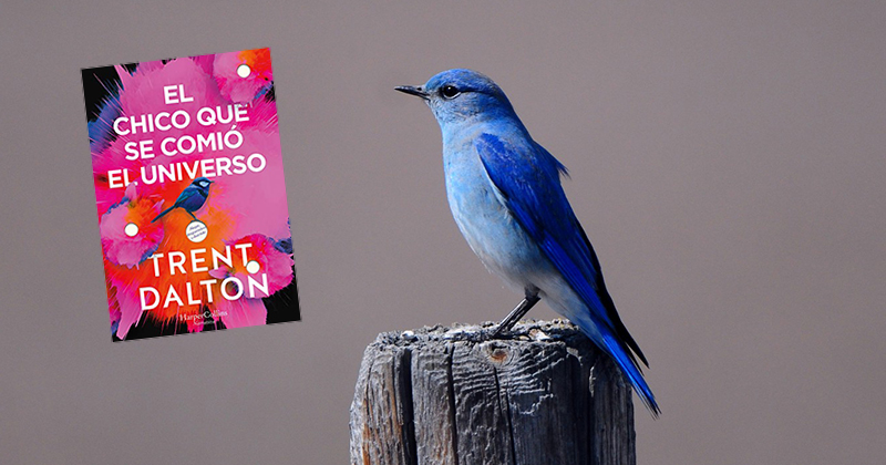 Reseña El Chico que se Comió el Universo - Autor Trent Dalton - Curioso Melomano - Reseña de Libros